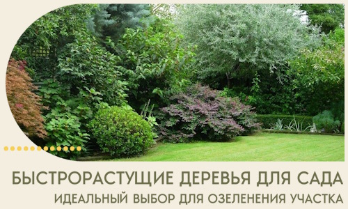 Быстрорастущие деревья для сада идеальный выбор в Перми