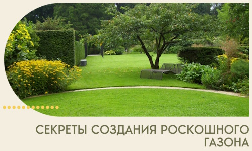 Секреты создания роскошного газона в Перми